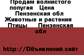 Продам волнистого попугая › Цена ­ 500 - Пензенская обл. Животные и растения » Птицы   . Пензенская обл.